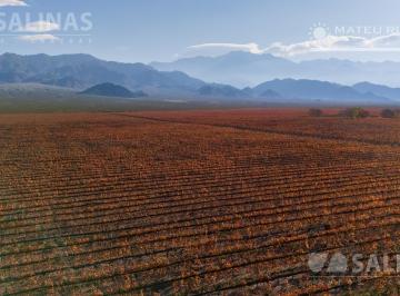 Campo · 1040000m² · Finca con Viñedos en El Cepillo