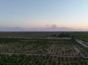 Campo · 2310000m² · Finca en Venta 231 Hectáreas, Rivadavia, Mendoza.