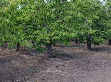 Campo , Colonia Las Rosas · Finca Productiva en Venta