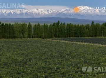 Campo · 1230000m² · Finca con Viñedos en Ugarteche