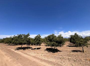 Campo , Tupungato · Gres Inmobiliaria Vende Hermosa Finca en San Jose de Tupungato, Mendoza
