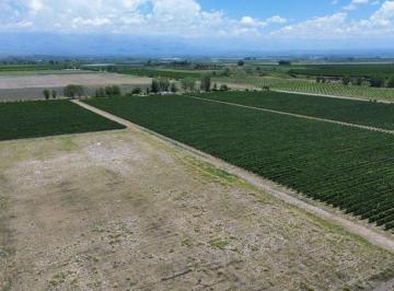 Campo , Tunuyán · Finca Villa Seca 23.8ha con Malbec y Sup Para Chacra