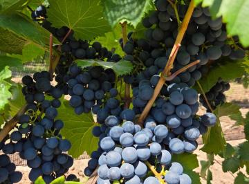 Terreno , Lunlunta · Finca de Vid