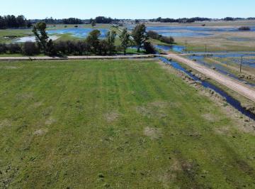 Campo · 223000m² · Campo en Las Flores de 22 Ha Agricola