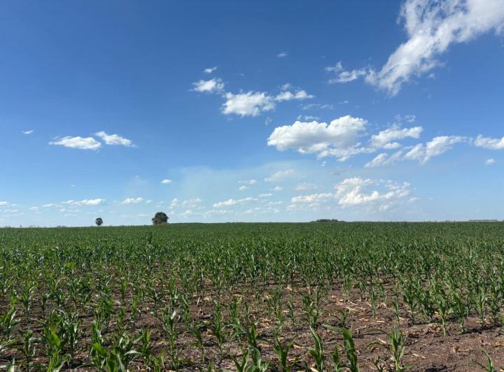 Campo · 220m²