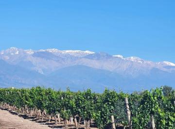 Campo , La Consulta · Finca en Venta