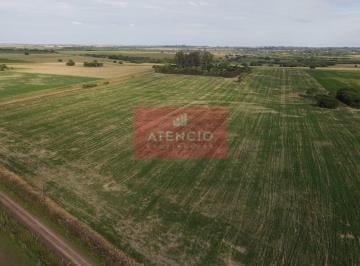 Campo · 160000m² · Campo Agrícola de 16 Hectáreas en Corrales - Proximo a Antelo – Entre Ríos
