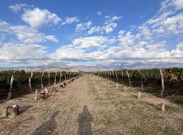 Terreno · 80000m² · Finca en Venta Valle de Uco