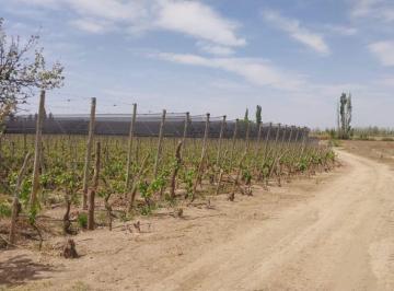 Campo , Perdriel · Finca Premium en Venta
