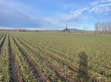 Campo · 154m² · Finca en Venta en La Correina - San Rafael, Mendoza