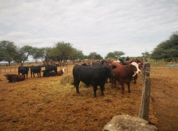 Campo , La Banda · Venta/campo/la Aurora
