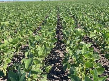 Campo · 243m² · Campo Agricola - Ganadero en Venta - Roque Perez
