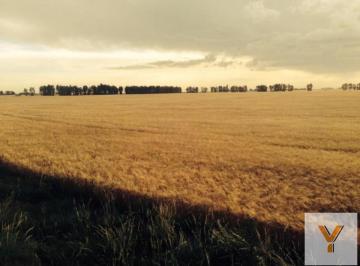 Campo · 39000000m² · Campo en Venta - m² - Lobería