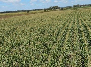 Campo · 556000m² · Vendemos Campo Agricola en Bartolome Bavio