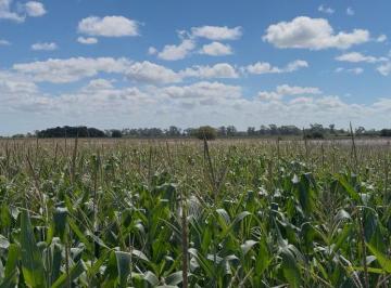 Campo · 556000m² · Vendemos Campo Agricola en Bartolome Bavio
