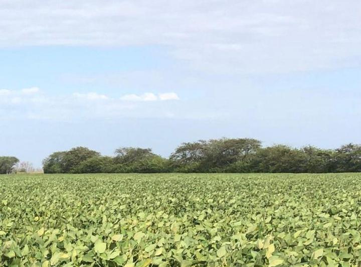 Campo · 7000ha