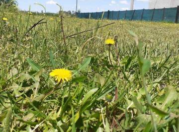 Terreno · Hermoso Lote con Vista Al Campo, Bajada de Luz, en Domselaar Chico