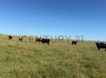 Campo · 1887ha · Campo Mixto 1.864 Has en Bragado – Alta Productividad Agrícola y Ganadera