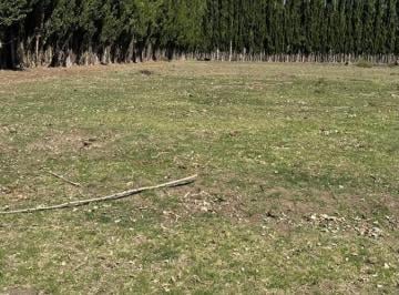 Campo · 9265m² · 1 Hectarea en Venta en San Patricio del Chañar - Neuquen