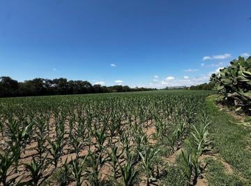 Campo · 258m² · Campo Agricola Colonia Caroya Oportunidad