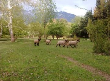 Campo · 13725m² · Venta Chacra en Paraje Entre Ríos - Cushamen - Chubut