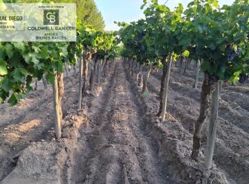 Campo · 100ha · 2 Ambientes · 1 Cochera · Finca de 21,4 Ha en Villa Atuel