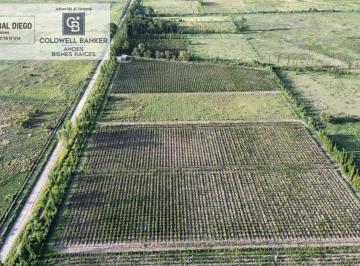 Campo · 100ha · 2 Ambientes · 1 Cochera · Finca de 21,4 Ha en Villa Atuel
