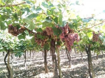 Bodega-Galpón , Colonia Segovia · Oportunidad de Inversión – Finca con Viñedo en Producción
