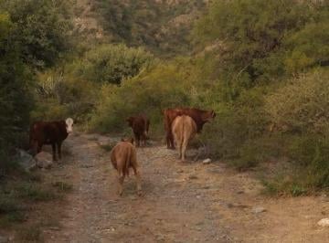 Campo , Chancaní · Venta 1400 Hectáreas en Chancani Cordoba