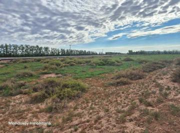 Campo · 500000ha · Venta de Excepcional Finca 50 Has en Ruta Nacional 7 - Agrelo, Mza