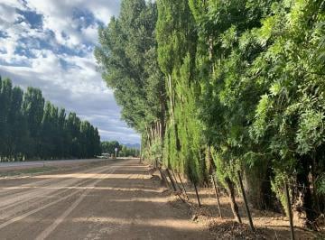 Terreno , Potrerillos · Vendemos Lotes en Rincon de Los Valles - Las Vegas - Potrerillos