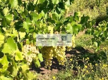 Campo · 60m² · 3 Ambientes · Finca en Monte Coman