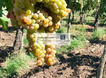 Campo · 60m² · 3 Ambientes · Finca en Monte Coman