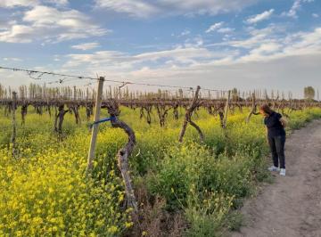 Terreno , Santa Rosa · Venta Finca Las Catitas Calle Guiñazu Santa Rosa Mendoza