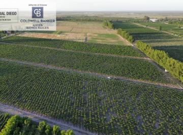 Campo · 166ha · Finca en Producción