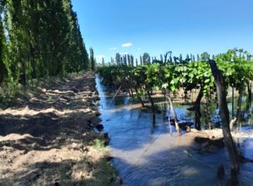 Terreno , Santa Rosa · Venta Finca Las Catitas Calle Guiñazu Santa Rosa Mendoza