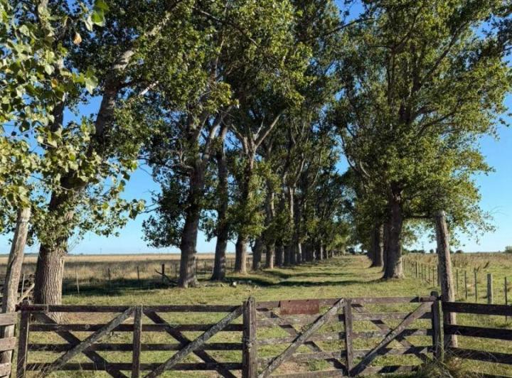 Campo