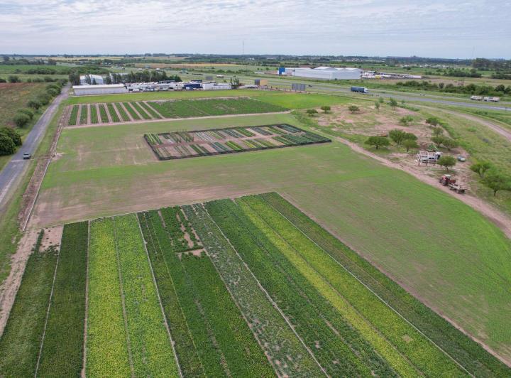 Campo · 40000m²