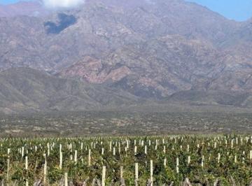 Campo , Los Chacayes · Viñedos Valle de Uco