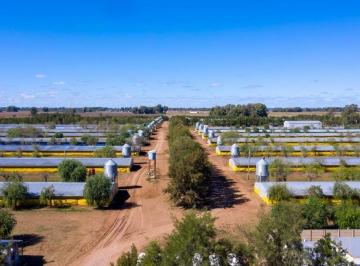 Campo · 250000ha · 11 Ambientes · Campo en Venta en Pedernales