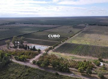 Campo · 850m² · Finca 75 Ha en Produccion Rivadavia Mendoza