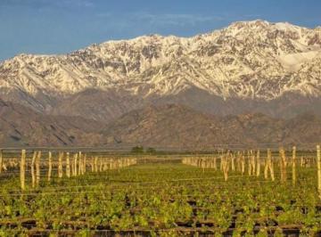 Campo · Bodega y Viñedo Mendoza