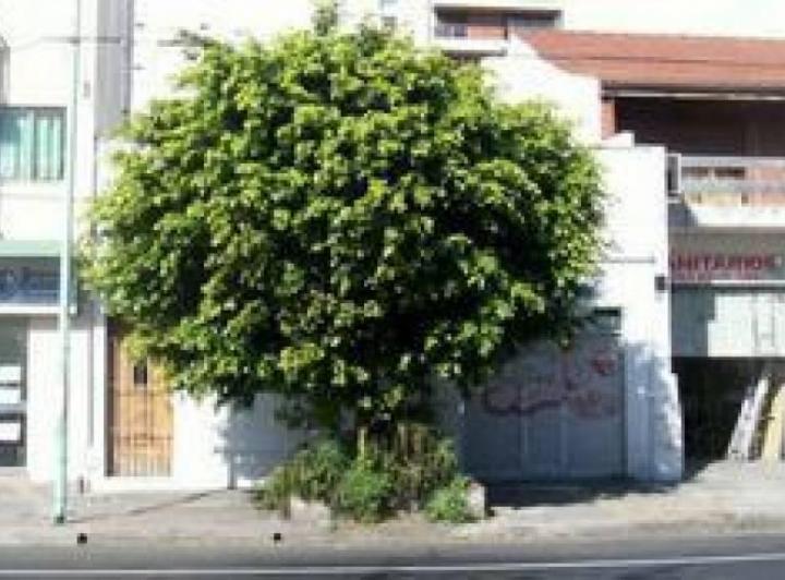 Terreno · 177m²