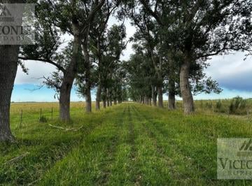 Campo , Chascomús · Campo Ganadero de 302 Ha Chascomús, Pcia de Buenos Aires