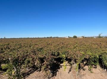 Campo · 960000m² · Venta de Finca 96 Has con Bodega - Colonia Montecaseros, San Martin, Mza