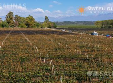 Campo · 460000m² · Finca con Viñedos en Luján de Cuyo