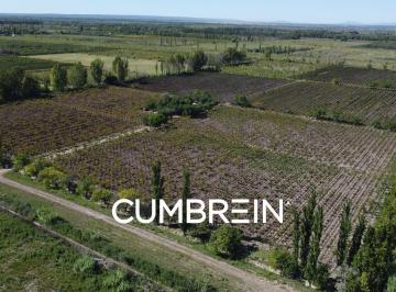 Campo · 117m² · Finca Las Arabias – 11 Hectáreas de Viñedos en Los Claveles, San Rafael