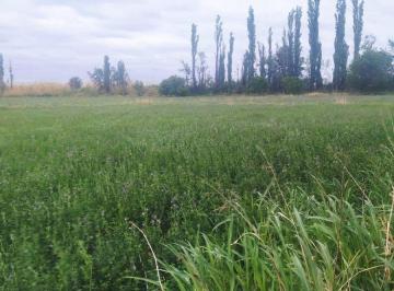 Campo , La Paz · Finca en Venta en La Paz Provincia de Mendoza.