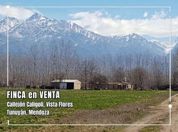 Campo , Tunuyán · Finca en Callejón Caligoli, Vista Flores, Tunuyan