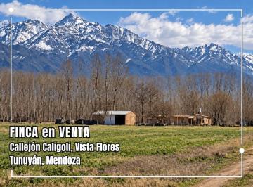 Campo , Tunuyán · Finca en Callejón Caligoli, Vista Flores, Tunuyan